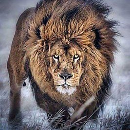 Profile Picture of Jeff E. Salone (@SaloneJeff) on Twitter