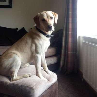 Profile Picture of Hookie Dobson (@Robinpollock9) on Twitter