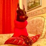 Profile Picture of Doberman Brenda 💥История жизни (@doberman_brenda) on Instagram