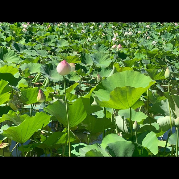 Profile Picture of Pubu Zhuoga (@dolkar_01) on Poshmark