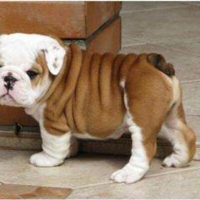 Profile Picture of James Stiver Ramirez (@stiver_) on Twitter