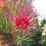 Lisa Thurlow - Instagram Profile Picture of Lisa Thurlow (@ooohlis) on Instagram