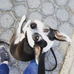 Profile Picture of Michele Travis (@lucy_the_dog_nyc) on Instagram