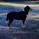 Profile Picture of Keith Atkinson (@junkhunter1957) on Instagram