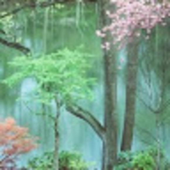 Profile Picture of Denise c Darling (@denisecdarling) on Poshmark