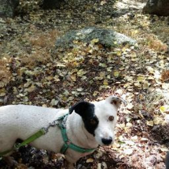 Profile Picture of Josh Marshak (@joshmarshak01) on Poshmark