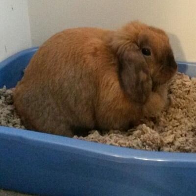 Profile Picture of Amy Eckert (@@acameron71214) on Twitter