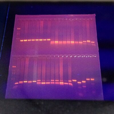 Profile Picture of Alex Yale (@alexyale) on Twitter