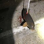 Profile Picture of Chris Craig/ Bruce Heflin (@poorboysexpress_bowfishing) on Instagram