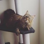 Profile Picture of Beth DuRona (@cupcakesncats18) on Instagram