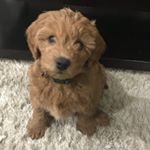Profile Picture of Mini GoldenDoodle (@halro.schneiderhan) on Instagram