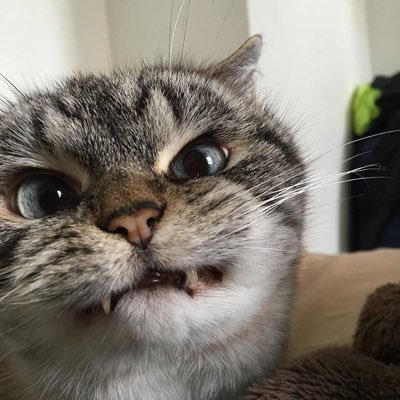 Profile Picture of Alfredo (@Alfredo_knight) on Twitter