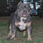 Profile Picture of Andrew Landrum (@king_stone_bullies) on Instagram