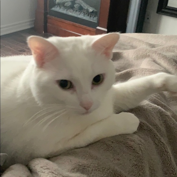 Profile Picture of Kim Lam (@kimylamlam) on Poshmark