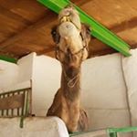 Profile Picture of Marc Lindner (@marc.lindner.73) on Instagram