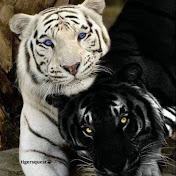 Profile Picture of Taylor Hoyt (@taylorhoyt8743) on Youtube