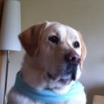 Profile Picture of Peter (@labradorroos) on Instagram