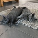 Profile Picture of Felix & Paul 🐾 (@britishshorthair.boys) on Instagram
