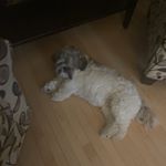 Profile Picture of Tony Filice (@filicetony) on Instagram