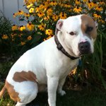 Profile Picture of Misty Jonas (@ochimoto) on Instagram