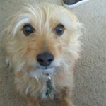 Profile Picture of Buddy Lee Shumate (@buddylsthedog) on Instagram