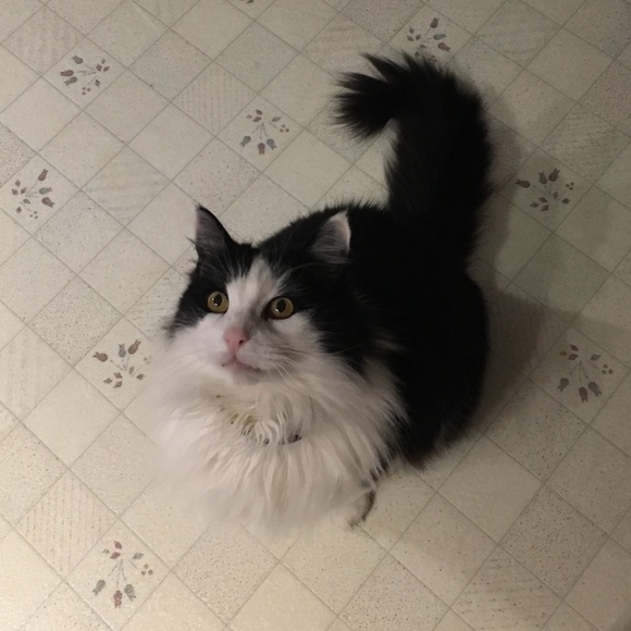 Profile Picture of Amy Kasson (@amyk319) on Poshmark