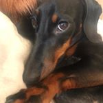 Profile Picture of Joshua Russel Manders 🥰 (@baby_dachshund_joshua_) on Instagram