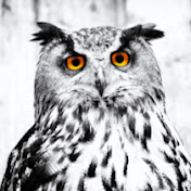 Profile Picture of Angela I'llneverseeanowl Schmidt (@angelaillneverseeanowlschm9128) on Youtube