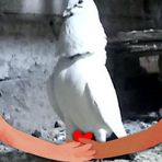 Profile Picture of Dere Kokok Rutus (@Dere-Kokok-Rutus) on Facebook