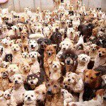 Profile Picture of Ping An A Fu (@pinganafu) on Instagram