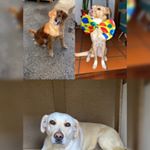 Profile Picture of Estrela⭐️-Cindy🧚🏻‍♀️-Yara🧜‍♀️ (@laddies_estrindyara.dog) on Instagram