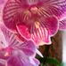 Profile Picture of Karen Schlesinger (@karen.schlesinger.71) on Facebook