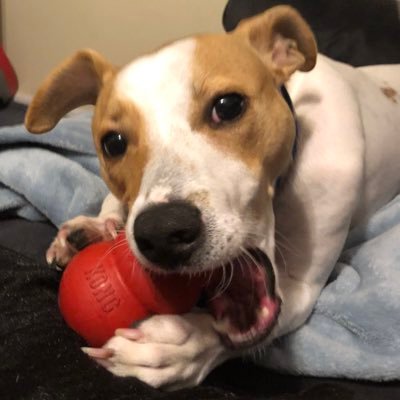 Profile Picture of Scott Whitford (@ScottWhitford6) on Twitter