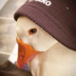 Profile Picture of ℝ𝕠𝕓𝕖𝕣𝕥 ℙ𝕣𝕠𝕤𝕤𝕖𝕣 ⚓ (@prosrob) on Instagram