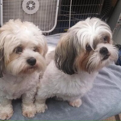 Profile Picture of Cindy Lou Shinn (@CindyLouShinn) on Twitter