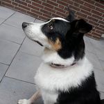 Profile Picture of David Cordes (@der.cordes) on Instagram