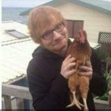 Profile Picture of O Pássaro Do Ed Sheeran (@Lannisyer) on Twitter