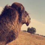 Profile Picture of Saad AI-Sharif (@saad.sirt) on Instagram