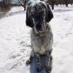 Profile Picture of Chérie (@puppyenglishsetter) on Instagram