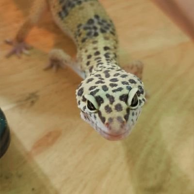 Profile Picture of Jillian_Greer (@Fanofleahashe1) on Twitter