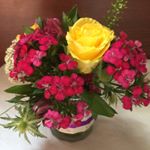 Profile Picture of Tracy Fifield (@fifieldtracy) on Instagram