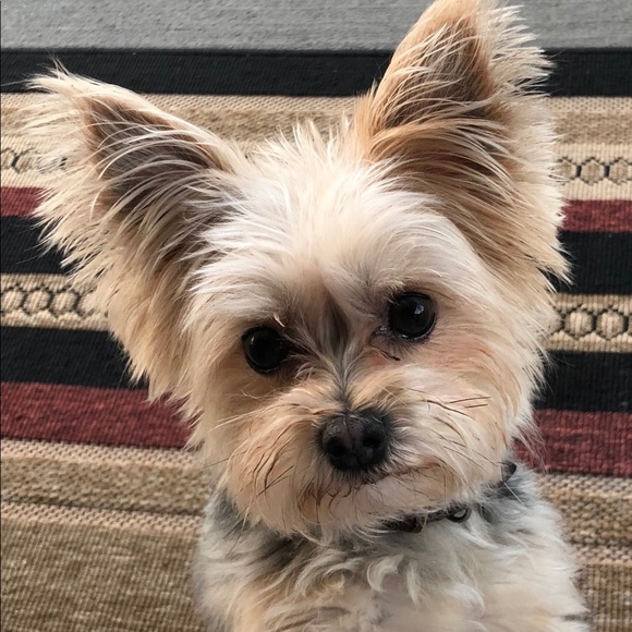 Profile Picture of Marci Bechard (@marcibechard) on Poshmark