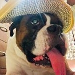 Profile Picture of Terry the Boxer (@the_philosopherdog) on Instagram