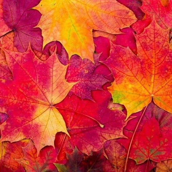 Profile Picture of Crystal Byler (@crystalbyler) on Poshmark