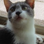 Profile Picture of Loretta McKenzie (@banderflies800) on Instagram