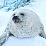 Profile Picture of かあろお (@ray_carlow) on Instagram