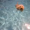 Profile Picture of penelopelaro (@penelopelaro) on Tiktok