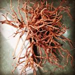 Profile Picture of moffish_aquatic (@moffish_aquatic) on Instagram