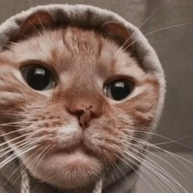 Profile Picture of Brian Bernal Nieto (@BrianBernalNie3) on Twitter