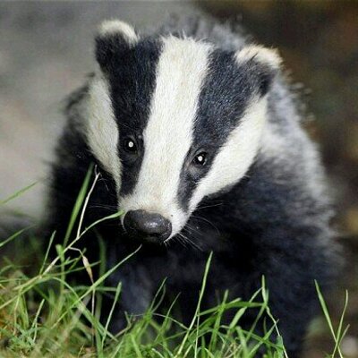 Profile Picture of Andrew Myles (@Badger_73) on Twitter
